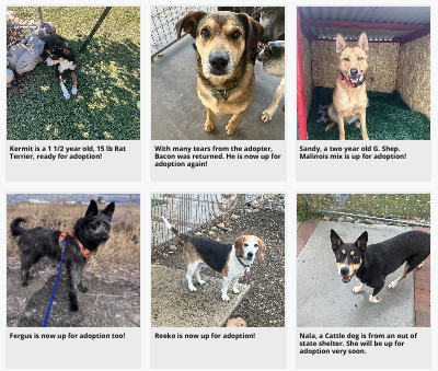 Land of Misfits Dog Rescue